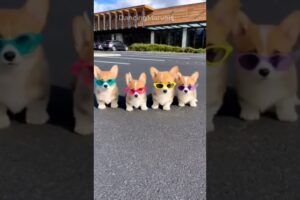 Cute Puppies Dancing
