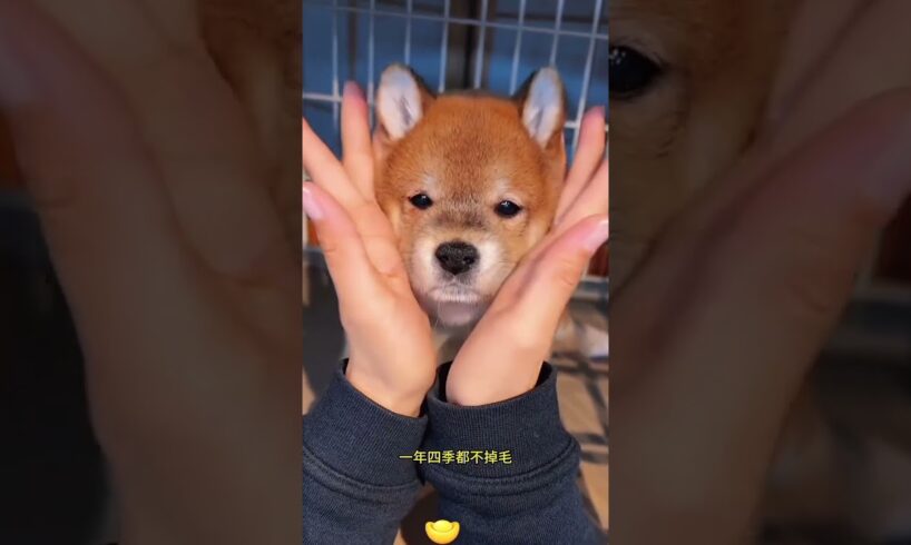 The love for these cute puppies grows day by day #dog #pet #cutedog #puppy #puppylove #cuteanimal