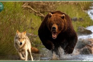 Craziest Grizzly Bear Attacks Ever Caught On Camera | Animal Fights #15
