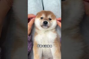 The love for these cute puppies grows day by day #dog #pet #cutedog #puppy #puppylove #cuteanimal