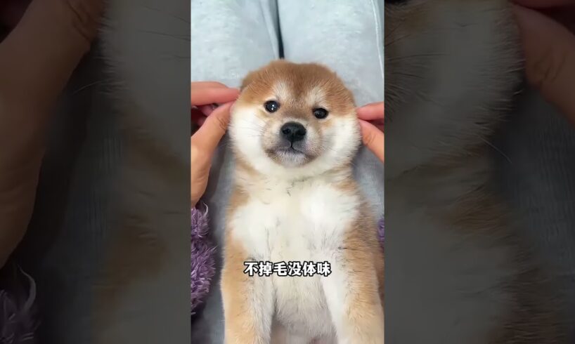 The love for these cute puppies grows day by day #dog #pet #cutedog #puppy #puppylove #cuteanimal