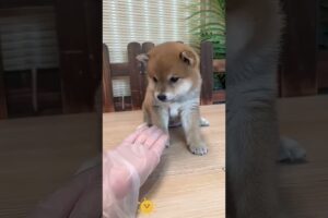 The love for these cute puppies grows day by day #dog #pet #cutedog #puppy #puppylove #cuteanimal