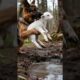 Dog Saves Baby Lamb From Danger!#rescue #dogs #dog #animals