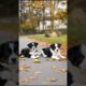 Cute Puppies Funny Playing Video #puppy #cute #dog #pets #funny #viral #shorts