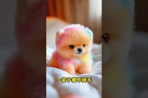 The love for these cute puppies grows day by day #dog #pet #cutedog #puppy #puppylove #cuteanimal