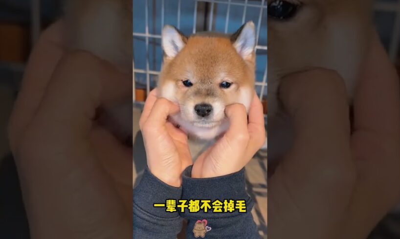 The love for these cute puppies grows day by day #dog #pet #cutedog #puppy #puppylove #cuteanimal