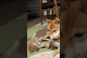 Funny Cute Puppies #shorts #puppy #viralvideo