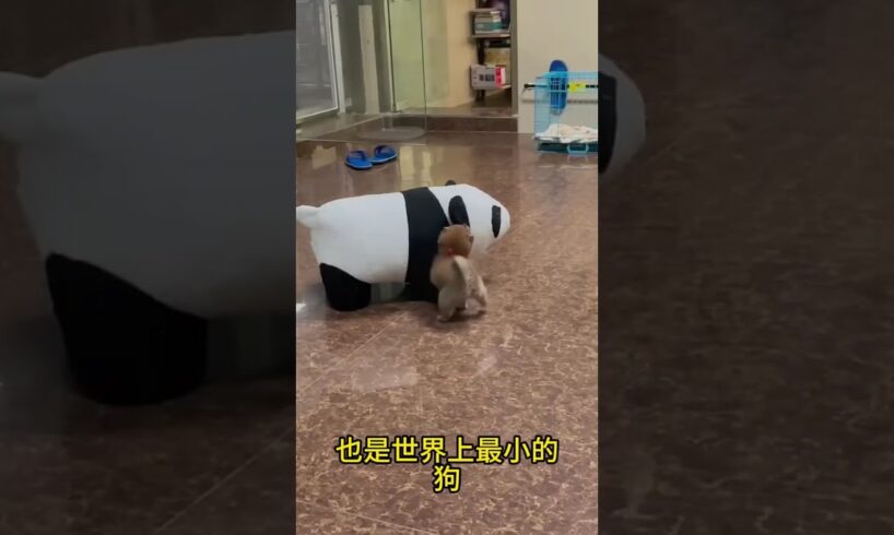 The love for these cute puppies grows day by day #dog #pet #cutedog #puppy #puppylove #cuteanimal