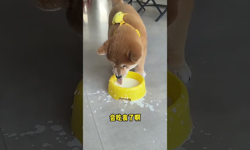 The love for these cute puppies grows day by day #dog #pet #cutedog #puppy #puppylove #cuteanimal