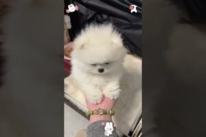 The love for these cute puppies grows day by day #dog #pet #cutedog #puppy #puppylove #cuteanimal