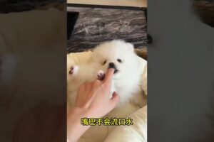 The love for these cute puppies grows day by day #dog #pet #cutedog #puppy #puppylove #cuteanimal