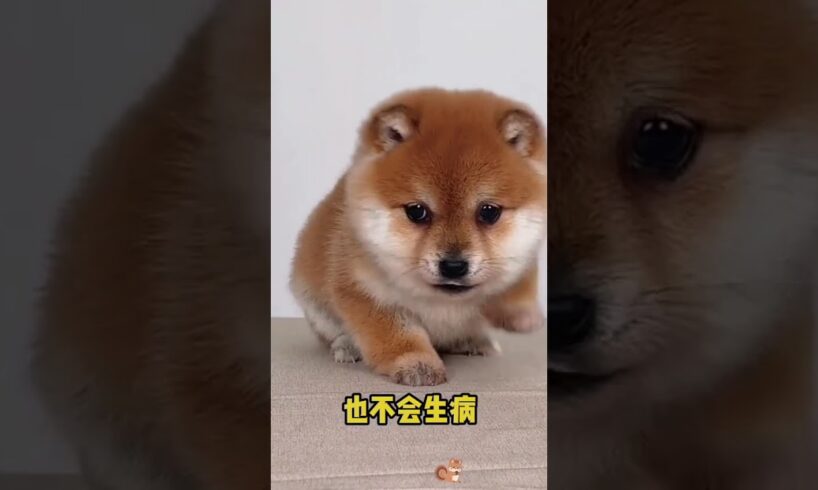 The love for these cute puppies grows day by day #dog #pet #cutedog #puppy #puppylove #cuteanimal