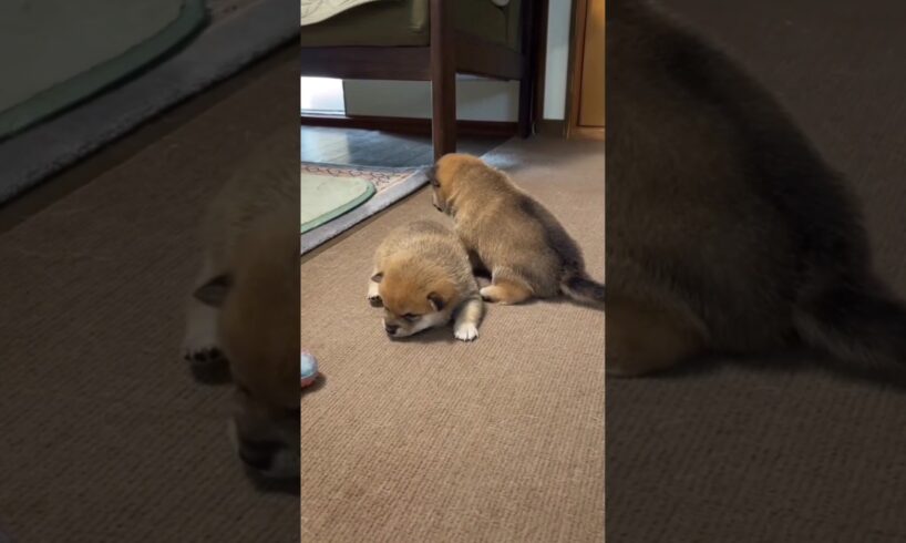 Funny Cute Puppies 😂#shorts #puppy #viralvideo