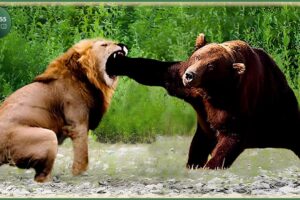 Craziest Grizzly Bear Attacks Ever Caught On Camera | Animal Fights