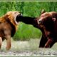 Craziest Grizzly Bear Attacks Ever Caught On Camera | Animal Fights
