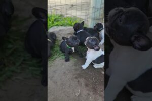 Funny Cute Puppies #shorts #puppy