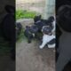 Funny Cute Puppies #shorts #puppy