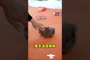 The love for these cute puppies grows day by day #dog #pet #cutedog #puppy #puppylove #cuteanimal