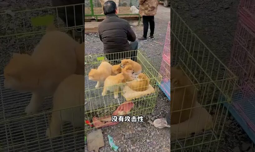 The love for these cute puppies grows day by day #dog #pet #cutedog #puppy #puppylove #cuteanimal