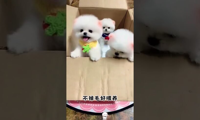 The love for these cute puppies grows day by day #dog #pet #cutedog #puppy #puppylove #cuteanimal