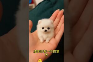 The love for these cute puppies grows day by day #dog #pet #cutedog #puppy #puppylove #cuteanimal