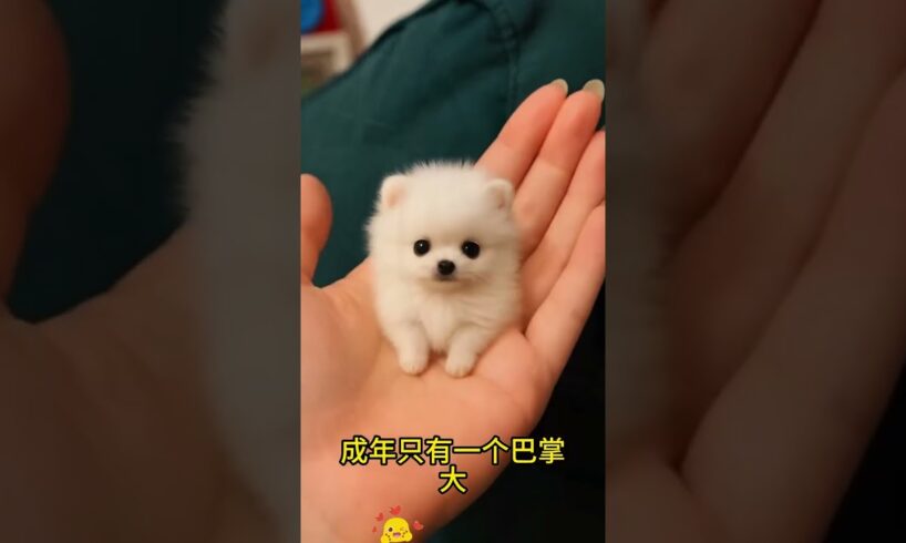 The love for these cute puppies grows day by day #dog #pet #cutedog #puppy #puppylove #cuteanimal