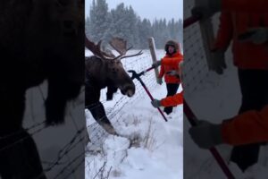 Rescue Team Members Saved This Animal