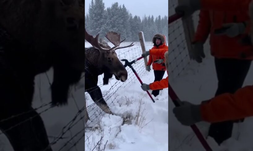 Rescue Team Members Saved This Animal