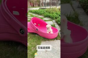 The love for these cute puppies grows day by day #dog #pet #cutedog #puppy #puppylove #cuteanimal