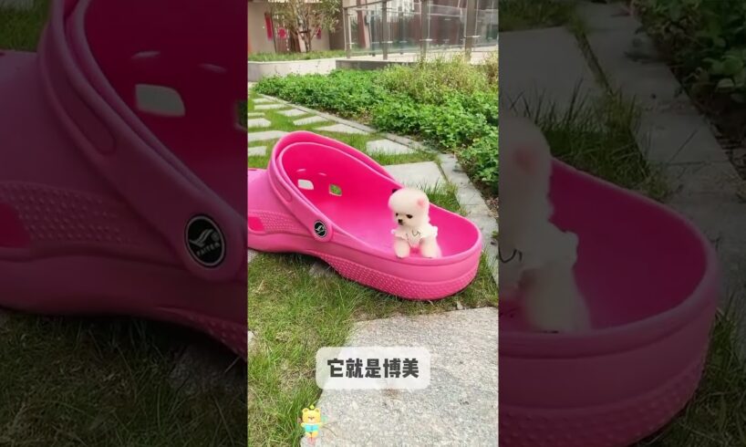 The love for these cute puppies grows day by day #dog #pet #cutedog #puppy #puppylove #cuteanimal