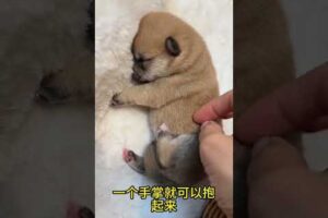 The love for these cute puppies grows day by day #dog #pet #cutedog #puppy #puppylove #cuteanimal