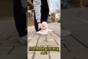 The love for these cute puppies grows day by day #dog #pet #cutedog #puppy #puppylove #cuteanimal