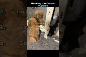 Top 5 Cutest Puppies! 🐶🐕❤️ #puppy #cutedog #doggo
