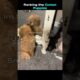 Top 5 Cutest Puppies! 🐶🐕❤️ #puppy #cutedog #doggo
