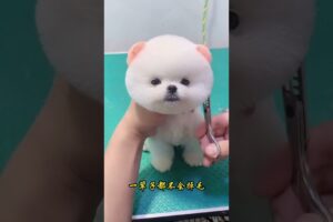 The love for these cute puppies grows day by day #dog #pet #cutedog #puppy #puppylove #cuteanimal