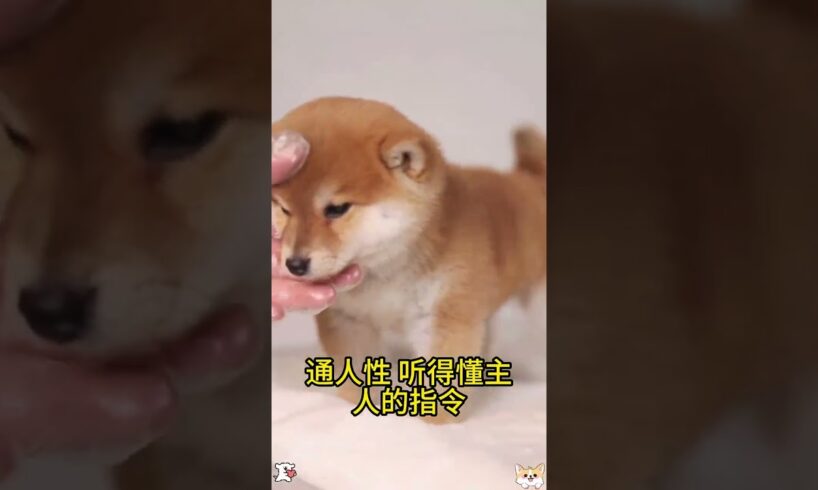 The love for these cute puppies grows day by day #dog #pet #cutedog #puppy #puppylove #cuteanimal