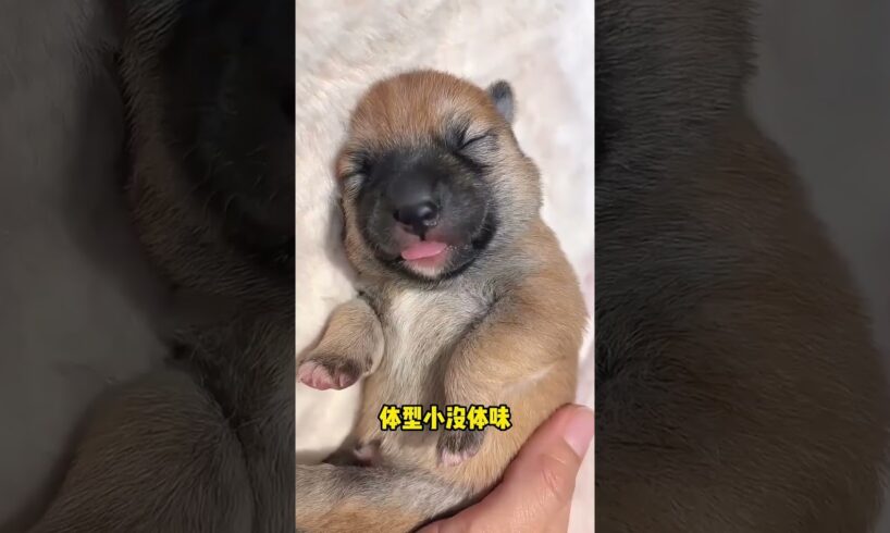 The love for these cute puppies grows day by day #dog #pet #cutedog #puppy #puppylove #cuteanimal