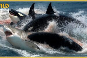 Craziest Orca Attacks Ever Caught On Camera | Animal Fights #34