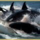 Craziest Orca Attacks Ever Caught On Camera | Animal Fights #34