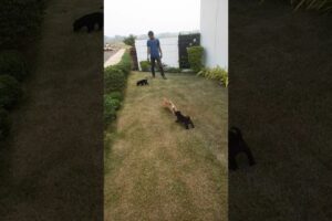 3puppy playing #cutepuppy #doggielife #doglover #cutedog #cutepet #animals