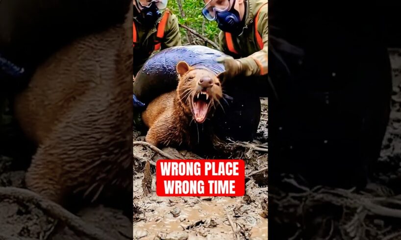 6 Animals That Wandered Into The Wrong Territory…