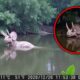 60 Extinct Animals Caught ALIVE On Camera!