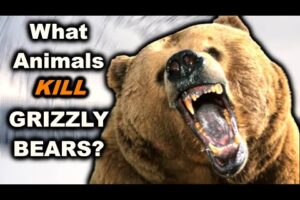 7 Animals That Can DEFEAT a Grizzly Bear In a Fight