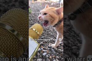 #88 Funny Cat videos 🐱🐱 #meowing #memes #cute