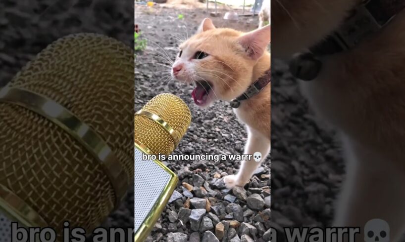 #88 Funny Cat videos 🐱🐱 #meowing #memes #cute