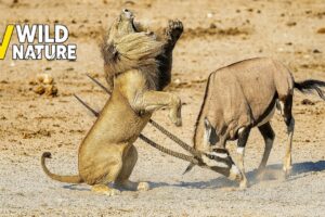 9 Animals That BEAT UP the Lion in the Wild | Animal Fights
