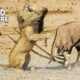 9 Animals That BEAT UP the Lion in the Wild | Animal Fights