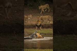 A crocodile battles a lion in the river as lions observe. #animals #wildlife #lion