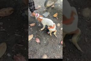 A disabled stray dog ​​was often 🐕❤️🙏#dog #doglove #shortvideo #short