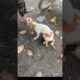 A disabled stray dog ​​was often 🐕❤️🙏#dog #doglove #shortvideo #short